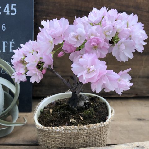 一才桜♡即完売♡テーブルで楽しむ♡旭山♡ガーデニング♡観葉植物