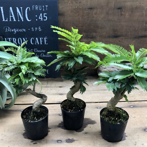 希少♡ミニサイズ♡木立♡エバーフレッシュ♡観葉植物